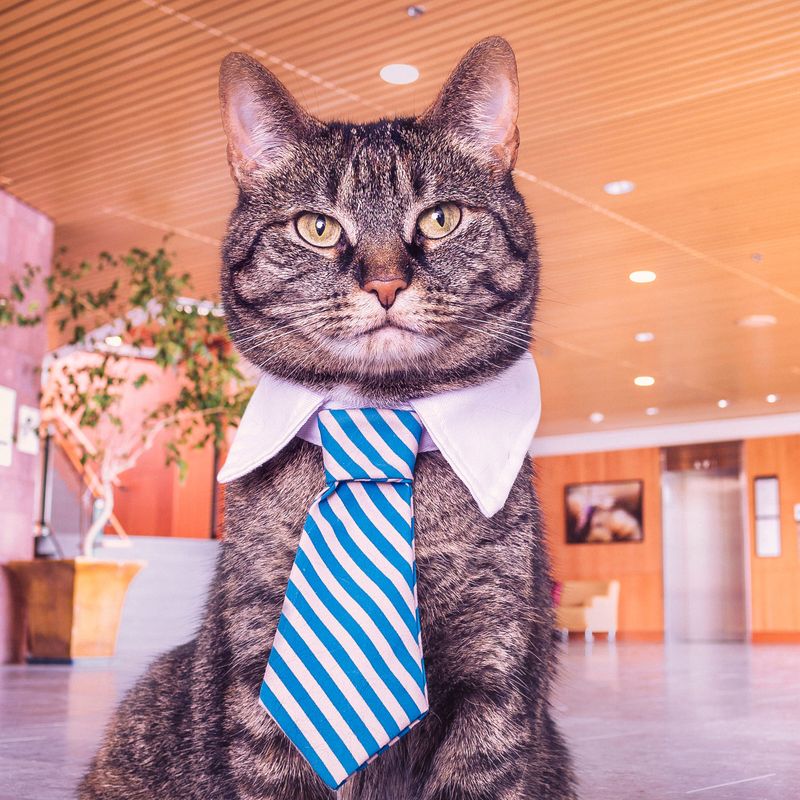 how to add covid-19 precautions on google my business - cat with tie