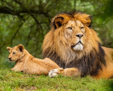 lion with cub used as a cover for a digital marketing weekly roundup article